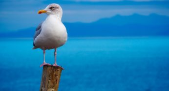 Playing Football with Seagulls